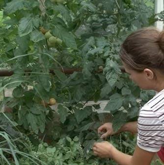 Potettørråte tomater Potettørråte tomater